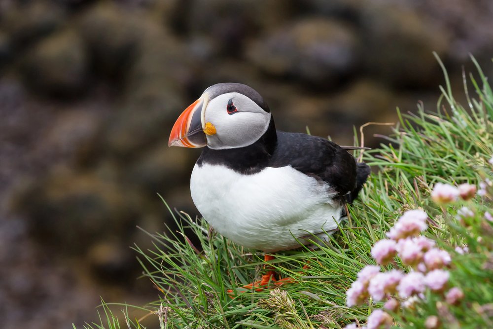 Gli animali più caratteristici dell’Islanda
