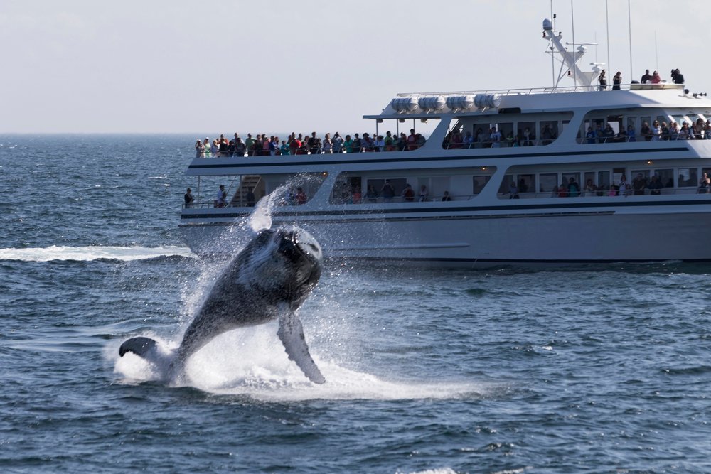 whale watching islanda
