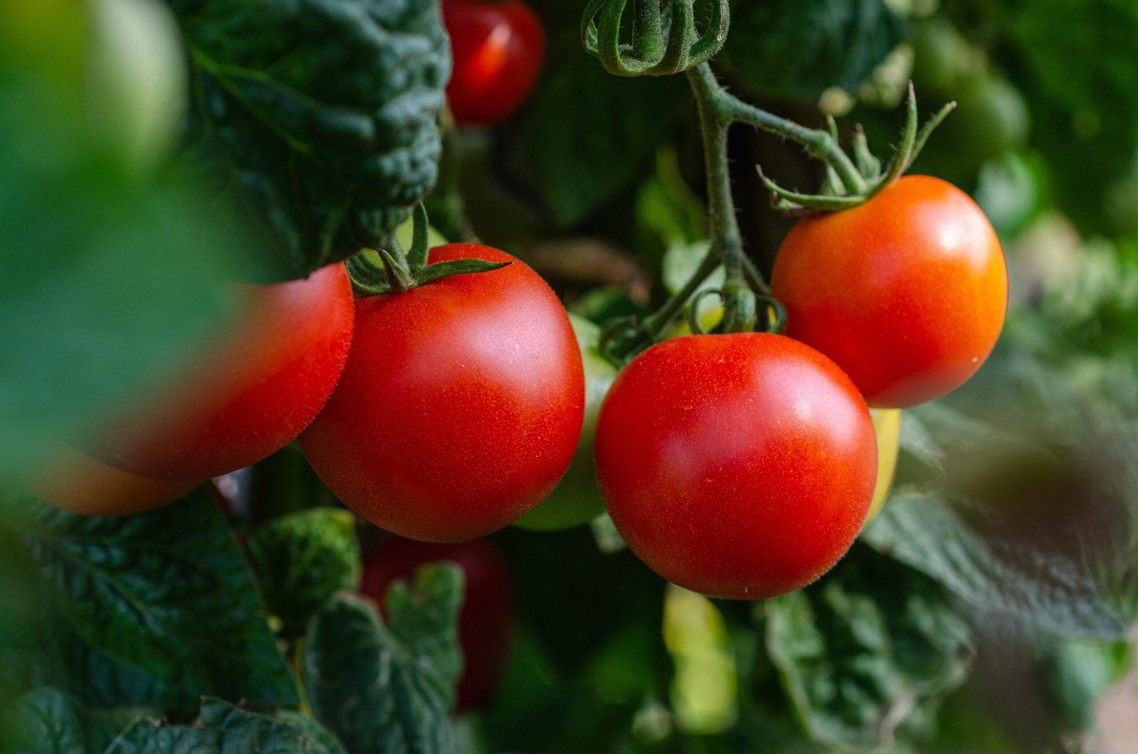 Pomodori islandesi: come crescono grazie all’energia geotermica